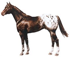 Ad:  240px-The_Appaloosa.jpg
Gsterim: 656
Boyut:  8.4 KB