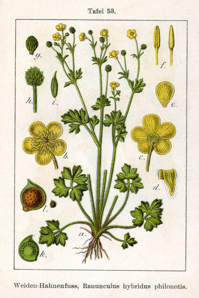Ad:  400px-Ranunculus_X_Sturm53.jpg
Gsterim: 539
Boyut:  90.6 KB