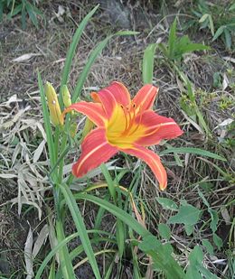 Ad: 260px-Hemerocallis_longituba.jpg
Gösterim: 732
Boyut: 30.4 KB