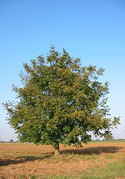 Ad: 245px-Walnut-tree_20041012_2599.JPG
Gösterim: 278
Boyut: 23.9 KB