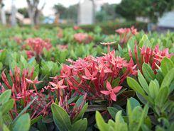 Ad: 245px-Egyptian_starcluster-KayEss-1.jpeg
Gösterim: 387
Boyut: 14.3 KB