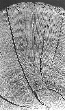 Ad: Oaksecz.jpg
Gösterim: 304
Boyut: 45.8 KB