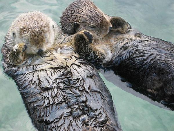 Ad:  800px-Sea_otters_holding_hands.jpg
Gsterim: 215
Boyut:  72.1 KB