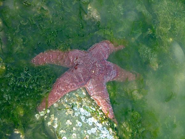 Ad:  800px-Puget_Sound_Red_Starfish_1280px.jpg
Gsterim: 461
Boyut:  54.7 KB