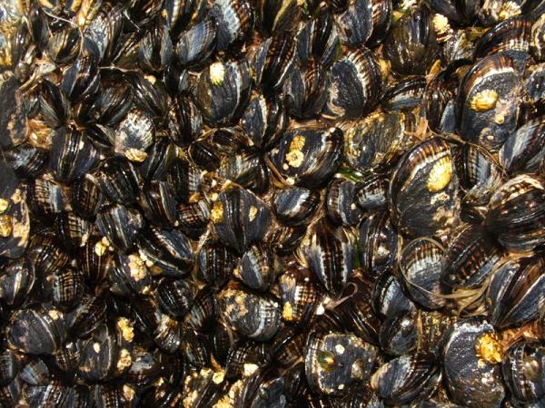 Ad:  800px-California_mussel_(Mytilus_californianus)_01.jpg
Gsterim: 402
Boyut:  86.9 KB