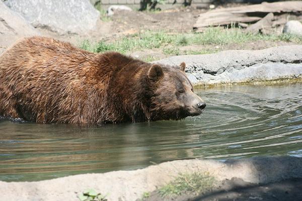 Ad:  800px-Grizzly_In_Water.jpg
Gsterim: 378
Boyut:  51.6 KB