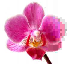 Ad:  Phalaenopsis_JPEG.jpg
Gsterim: 277
Boyut:  5.4 KB