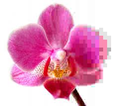 Ad:  Phalaenopsis_JPEG.jpg
G�sterim: 316
Boyut:  5.4 KB
