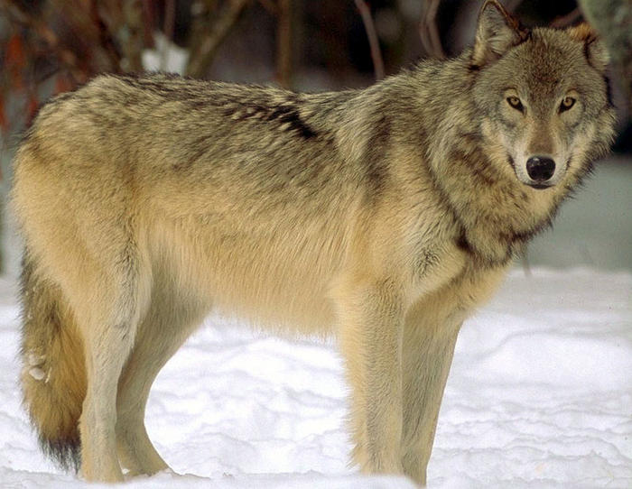 Ad:  kurt-resimleri (23).jpg
Gsterim: 414
Boyut:  66.6 KB