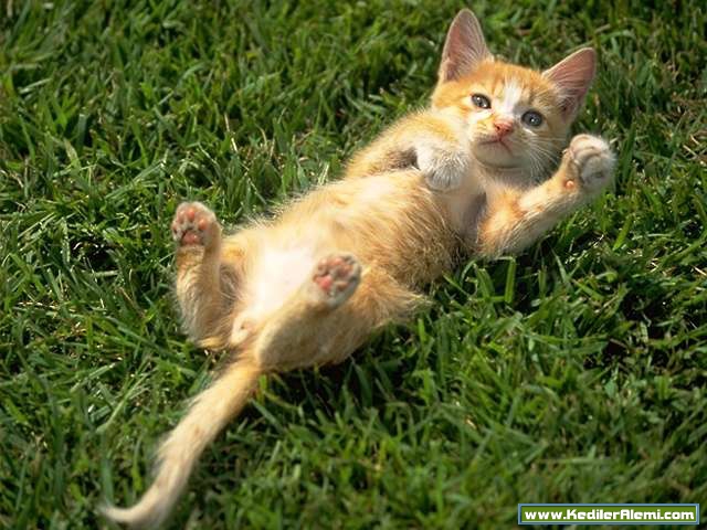 Ad:  kedi39.jpg
Gsterim: 200
Boyut:  192.6 KB