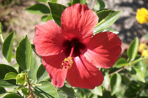 Ad:  332123548_a6dfad40ae.jpg
G�sterim: 249
Boyut:  115.4 KB