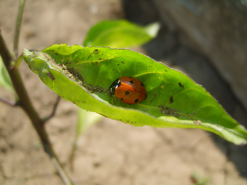 Ad:  516487910_9453c9bff9.jpg
Gsterim: 339
Boyut:  83.7 KB