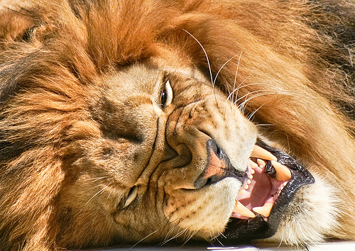 Ad:  2352733807_ecb0fafe3a.jpg
Gsterim: 293
Boyut:  198.1 KB