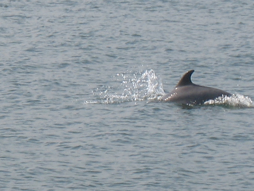 Ad:  145532630_d16eda30ee.jpg
G�sterim: 312
Boyut:  94.1 KB