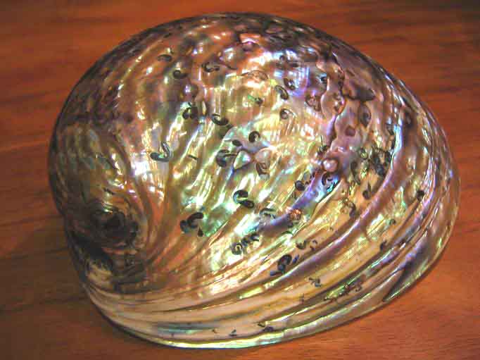 Ad:  abalon_nle_zelande.jpg
Gsterim: 379
Boyut:  49.7 KB