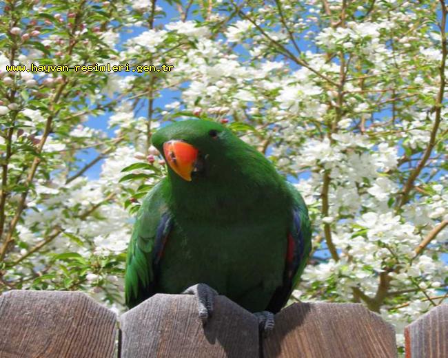 Ad:  papagan-17.jpg
Gsterim: 448
Boyut:  74.8 KB