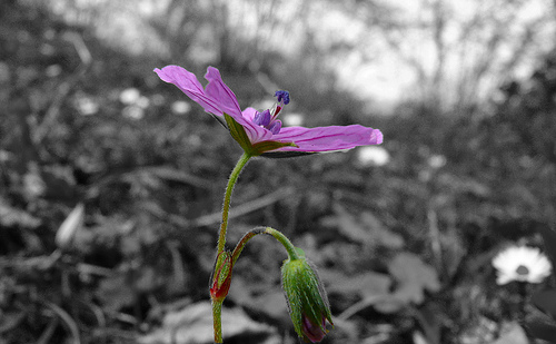 Ad:  2354809433_c2c5cb5d7f.jpg
G�sterim: 286
Boyut:  74.5 KB