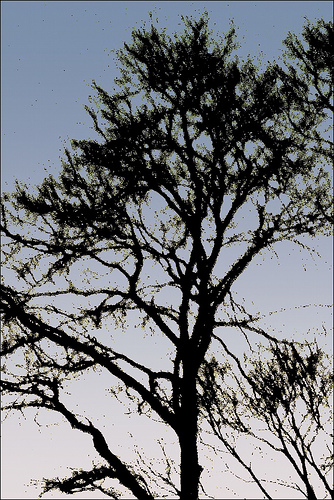 Ad:  412017810_f52c7a0b72.jpg
G�sterim: 315
Boyut:  155.7 KB