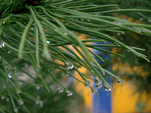 Ad:  3719150_42f375dfa6.jpg
G�sterim: 111
Boyut:  54.8 KB