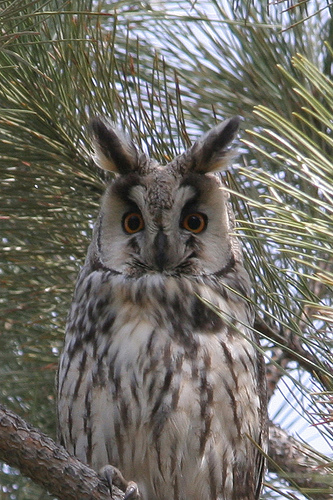 Ad:  478314948_b0052fef96.jpg
Gsterim: 384
Boyut:  140.8 KB