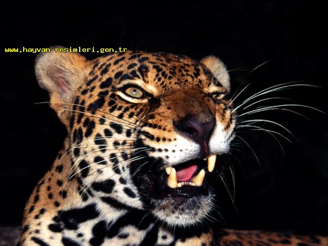 Ad:  jaguar-22.jpg
Gsterim: 190
Boyut:  45.5 KB