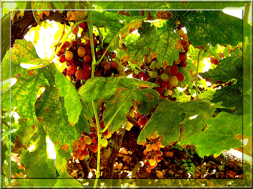 Ad:  406788235_3628fd7c89.jpg
Gsterim: 361
Boyut:  238.3 KB