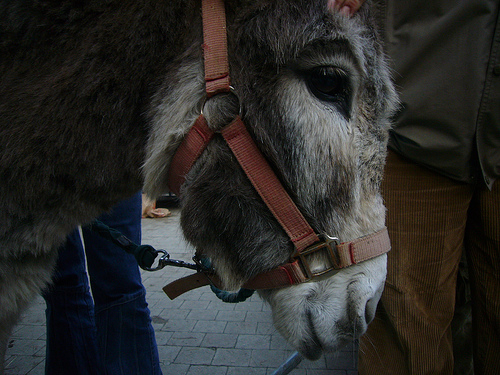 Ad:  319886833_ac38390ece.jpg
Gsterim: 382
Boyut:  129.9 KB