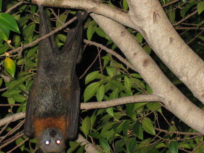 Ad:  vampir_yarasa.jpg
Gsterim: 366
Boyut:  74.7 KB