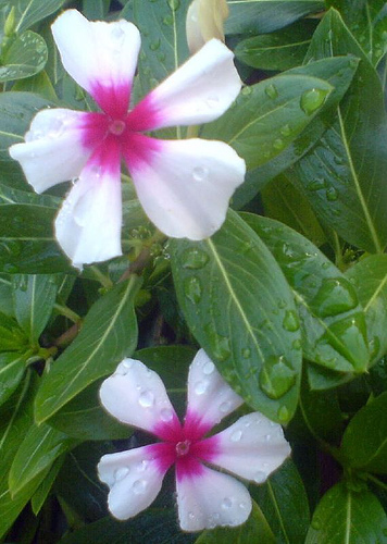 Ad:  484186895_92bb4dd7bd.jpg
Gsterim: 294
Boyut:  107.0 KB