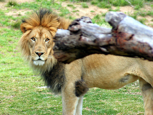 Ad:  856639866_fd8c1a3ca6.jpg
Gsterim: 325
Boyut:  171.4 KB