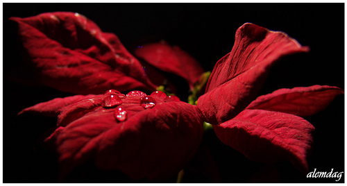 Ad:  2271751948_bd60e5e702.jpg
G�sterim: 191
Boyut:  58.9 KB