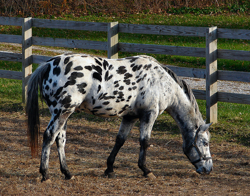 Ad:  2076864726_f221aa3e53.jpg
Gsterim: 289
Boyut:  224.4 KB