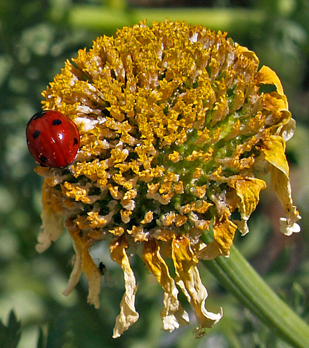 Ad:  458198661_b09492dbb1.jpg
Gsterim: 247
Boyut:  195.1 KB