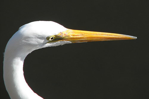 Ad:  2024103448_0f34912009.jpg
Gsterim: 360
Boyut:  50.4 KB