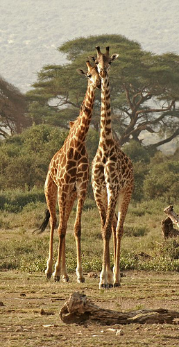 Al�nt�daki Ek 13512