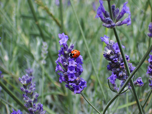 Ad:  2123451850_7ca7bc5064.jpg
Gsterim: 301
Boyut:  131.0 KB