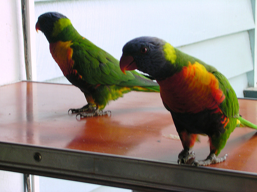 Ad:  2146892514_e9c40edbb4.jpg
Gsterim: 424
Boyut:  103.5 KB