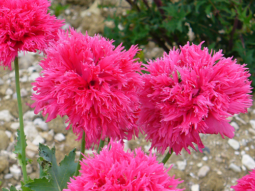 Ad:  504523026_b76251d6db.jpg
Gsterim: 249
Boyut:  198.4 KB