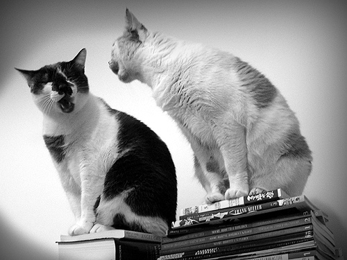 Ad:  43136000_d1135b2da1.jpg
Gsterim: 181
Boyut:  82.7 KB