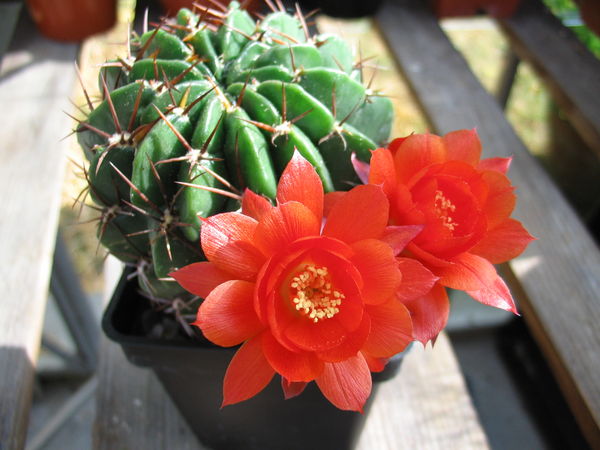 Ad:  Echinopsis_maximiliana1PCJO.jpg
Gsterim: 2706
Boyut:  58.9 KB