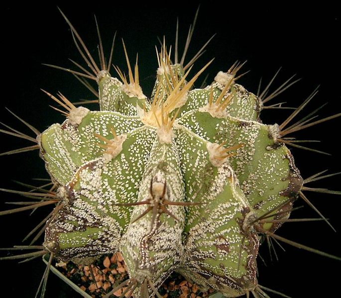 Ad:  Astrophytum_capricorne2_ies.jpg
Gsterim: 2282
Boyut:  99.5 KB