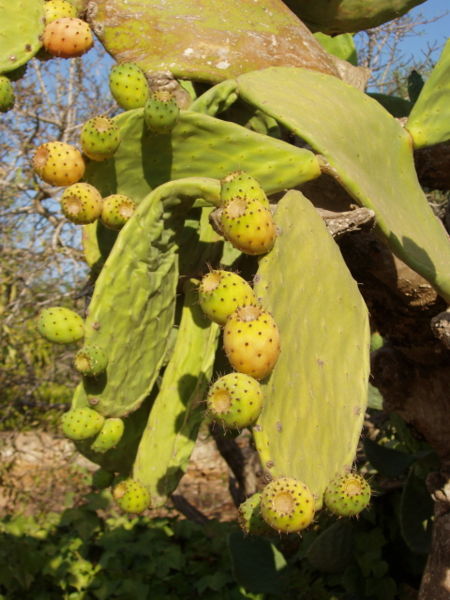 Ad:  Figa_de_moro_05.JPG
Gsterim: 2001
Boyut:  59.3 KB