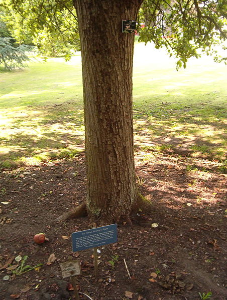 Ad:  Newtons_tree_Botanic_Gardens_Cambridge.JPG
Gsterim: 2685
Boyut:  95.7 KB