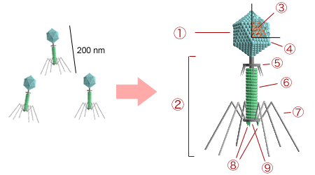 Ad: Bacteriophage_structure.png
Gösterim: 2877
Boyut: 30.1 KB