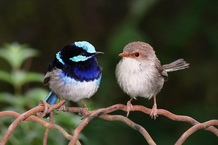 Ad:  Superb_fairy_wrens_mark_2.jpg
Gsterim: 181
Boyut:  48.2 KB