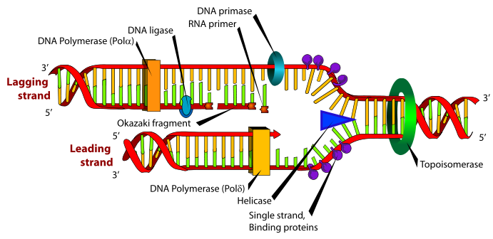 Ad: DNA_replication.svg.png
Gösterim: 204
Boyut: 83.6 KB