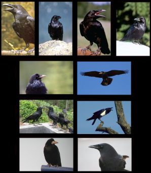 Ad: raven.png
Gösterim: 951
Boyut: 121.4 KB