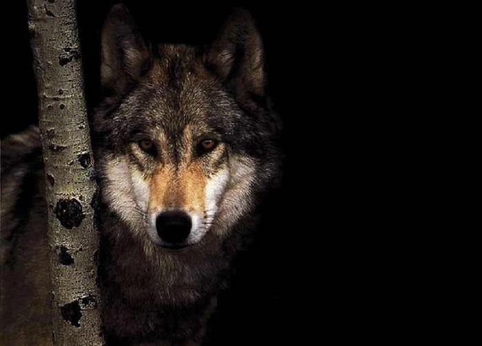 Ad:  0005.jpg
Gsterim: 2139
Boyut:  34.2 KB