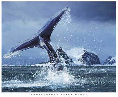 Ad:  Antarktika.jpg
Gsterim: 537
Boyut:  54.0 KB