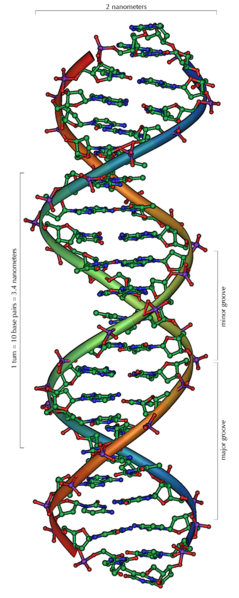 Ad:  DNA_Overview.png
Gsterim: 416
Boyut:  138.2 KB